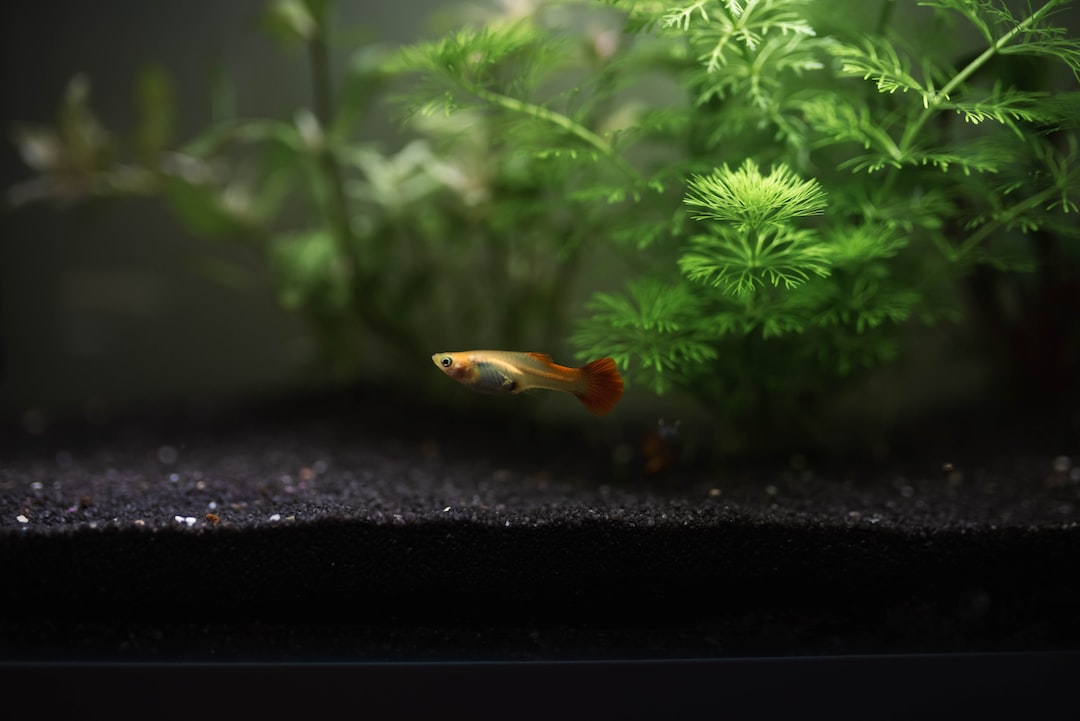 23 wichtige Fragen zu Do Fish Like Decorations In Their Tank?