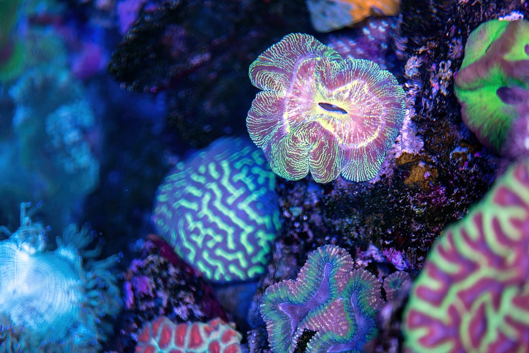24 wichtige Fragen zu Welche Lichtfarbe Im Aquarium?