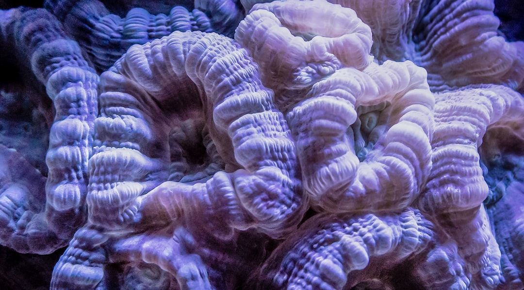24 wichtige Fragen zu Schnecken Aquarium
