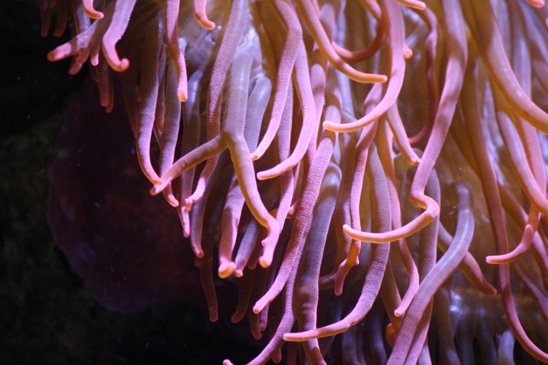 24 wichtige Fragen zu Putzerfisch Aquarium