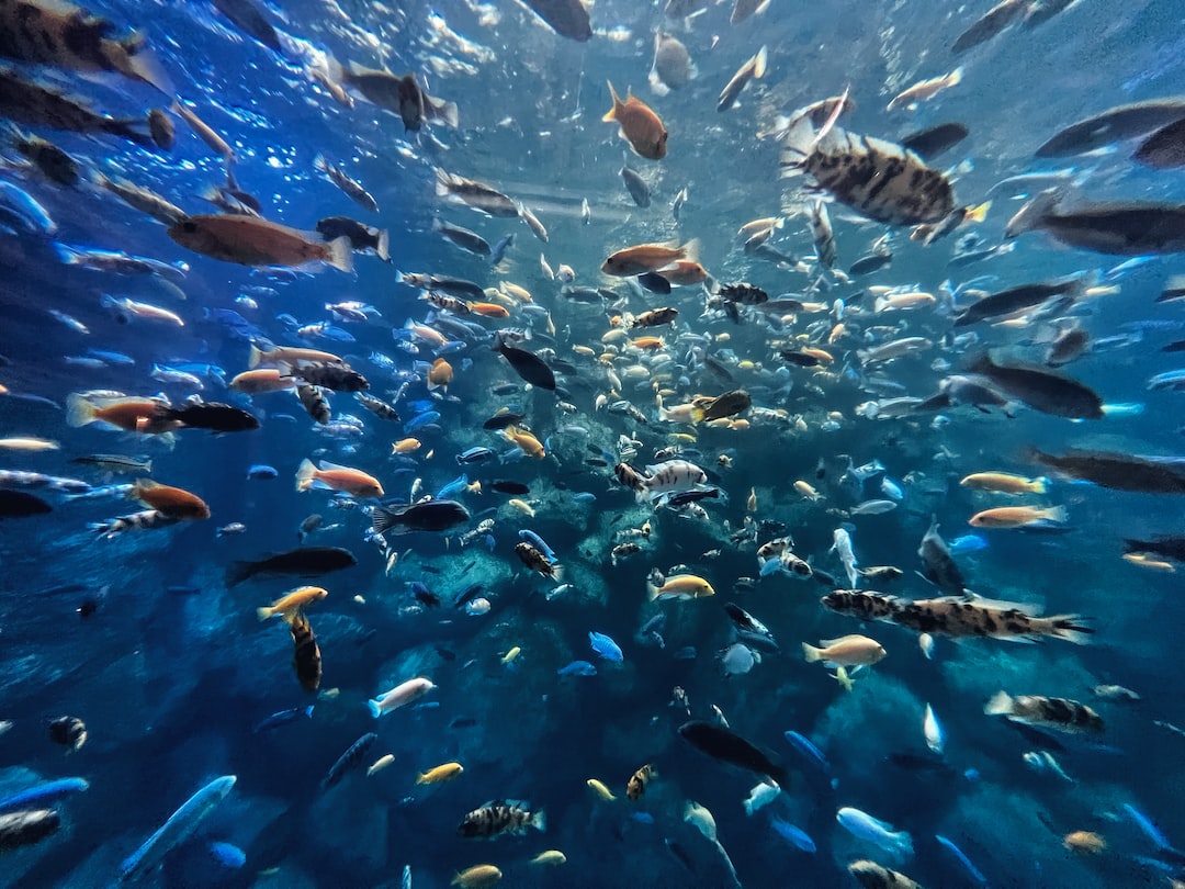 24 wichtige Fragen zu Wie Sehen Neonfische Aus?