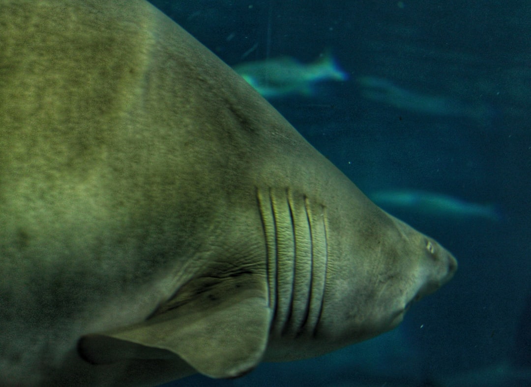 24 wichtige Fragen zu Welche Fische Fressen Im Aquarium Schnecken?