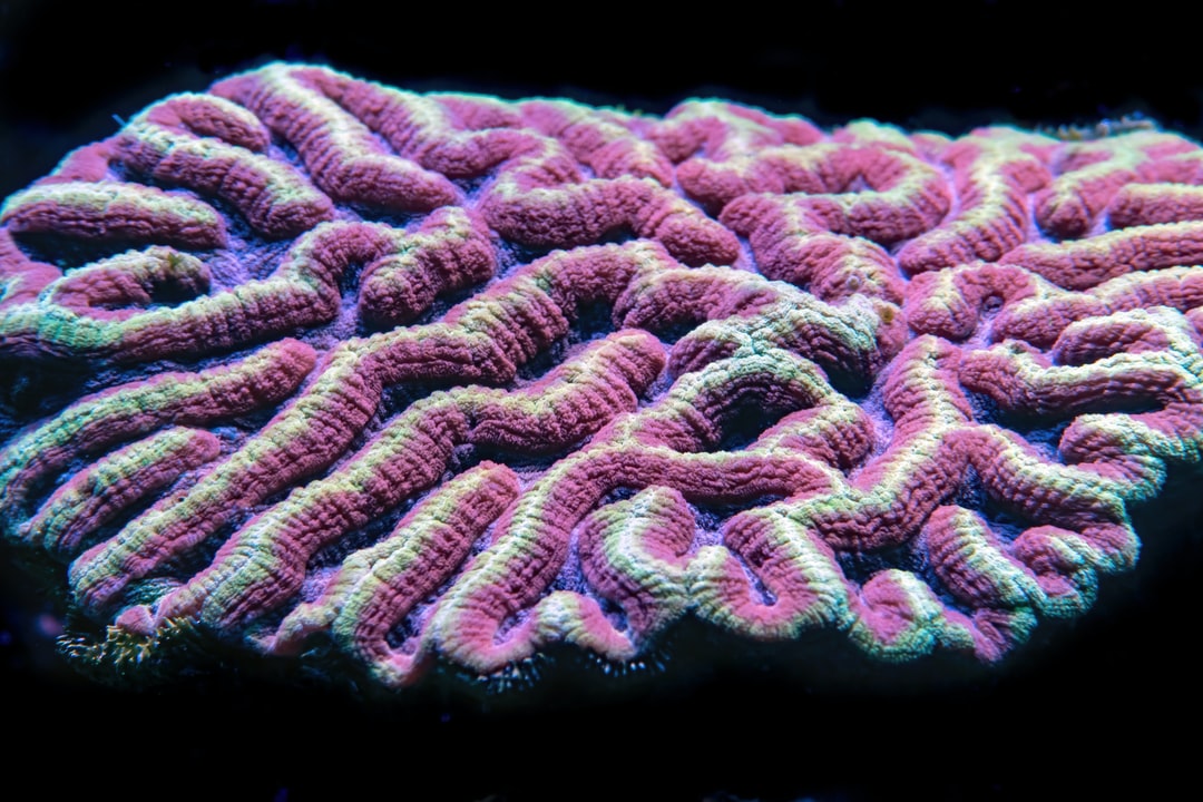 24 wichtige Fragen zu Wo Korallen Platzieren?