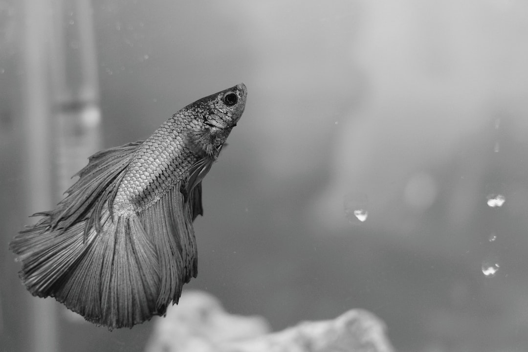 25 wichtige Fragen zu Goldfisch Im Aquarium