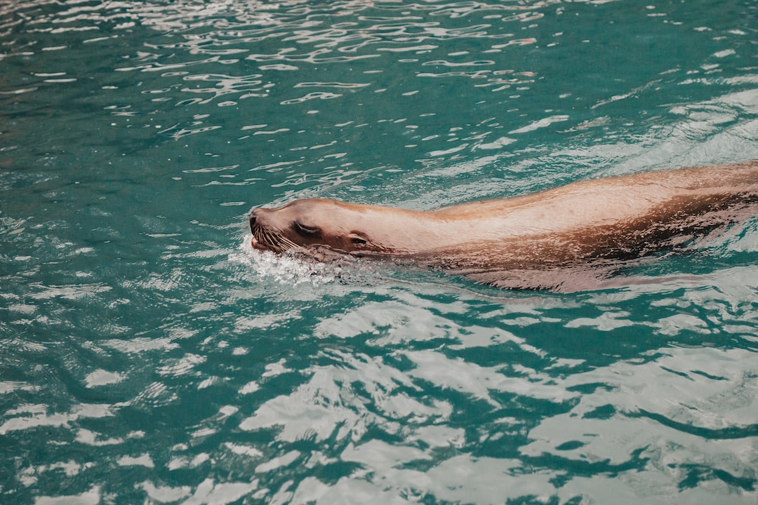 25 wichtige Fragen zu Warum Sterben Meine Schnecken Im Aquarium?