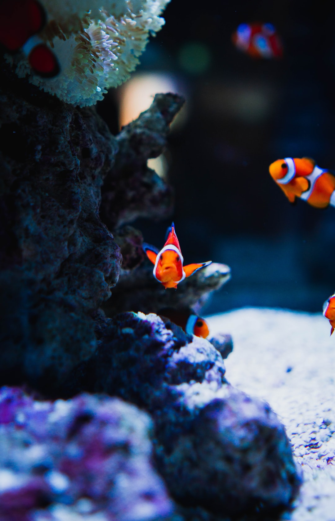 25 wichtige Fragen zu Friedfisch Aquarium