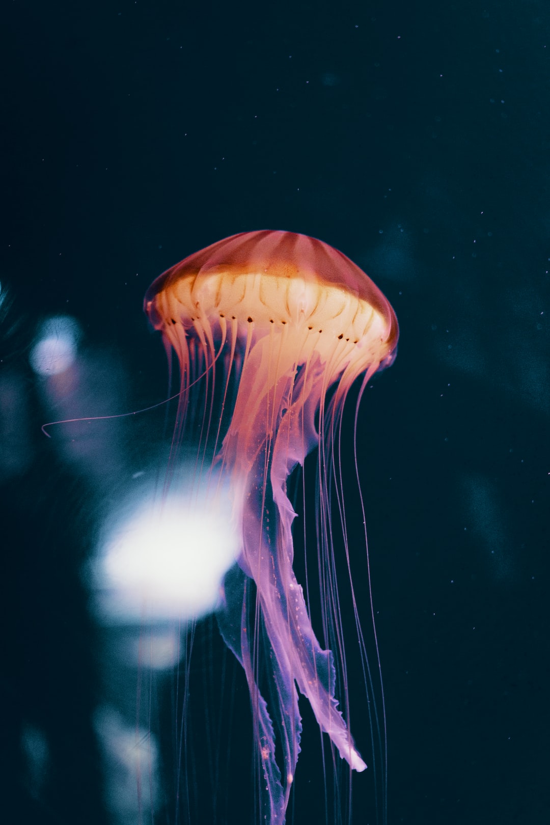25 wichtige Fragen zu Was Passiert Bei Zu Viel Licht Im Aquarium?