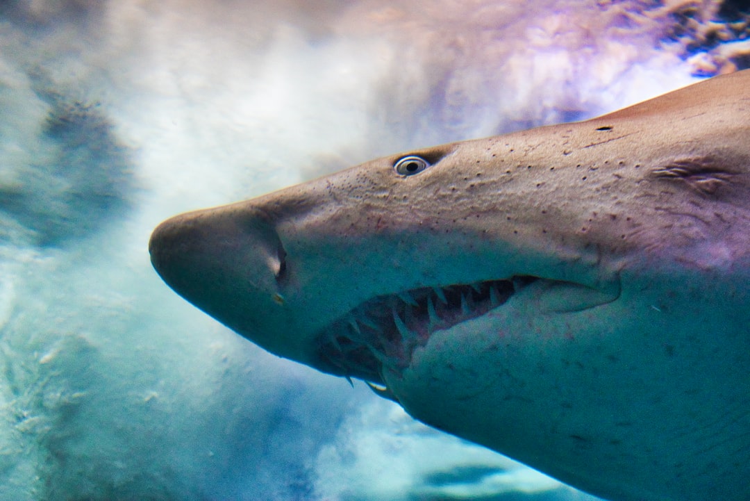 25 wichtige Fragen zu Welcher Zoo Hat Einen Weißen Hai?