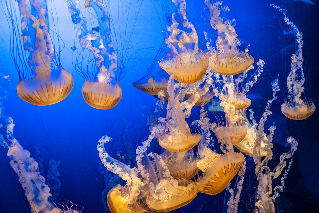 25 wichtige Fragen zu Kaltwasser Fische Aquarium
