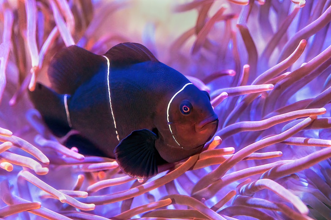 25 wichtige Fragen zu Do Acrylic Fish Tanks Leak?