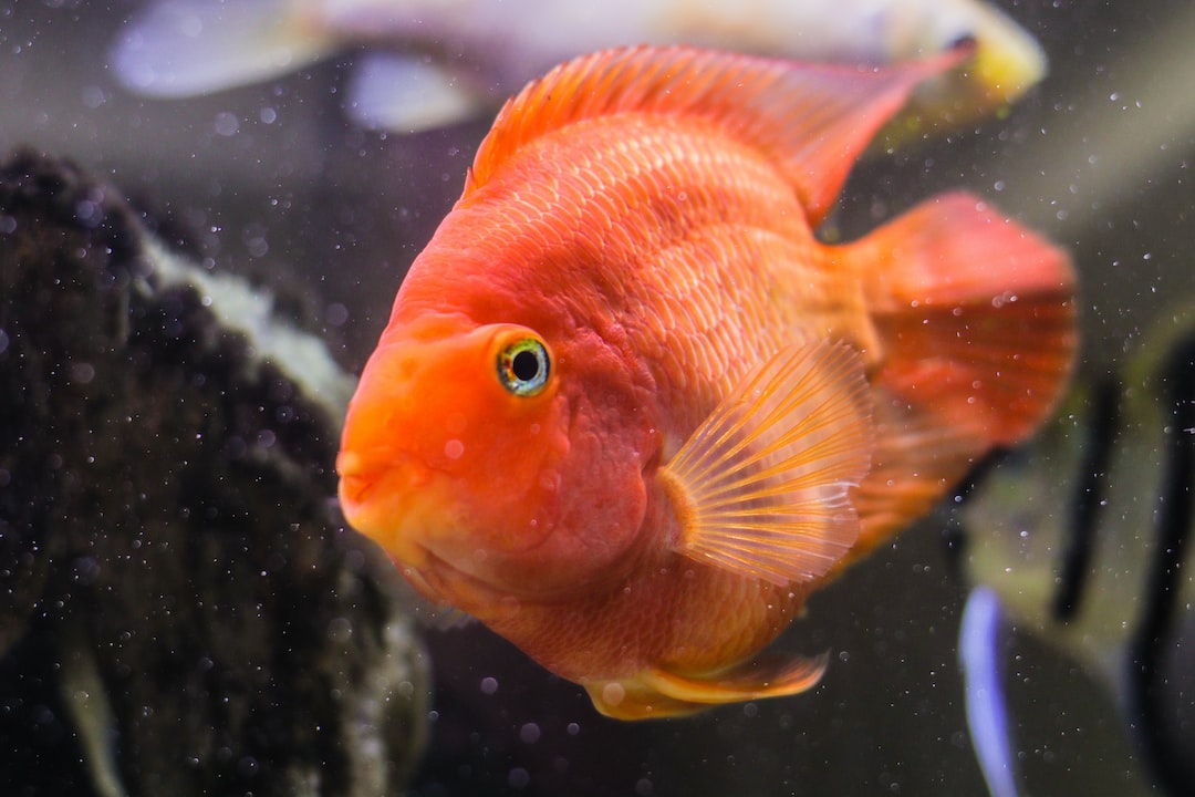 25 wichtige Fragen zu Wie Lange Überleben Aquarium Schnecken?