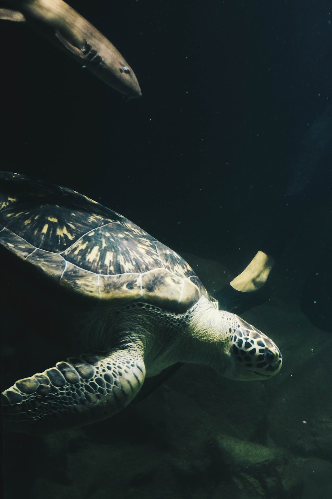 25 wichtige Fragen zu Where Does Newport Aquarium Rank?