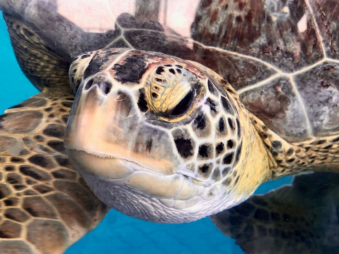 25 wichtige Fragen zu Filterung Aquarium