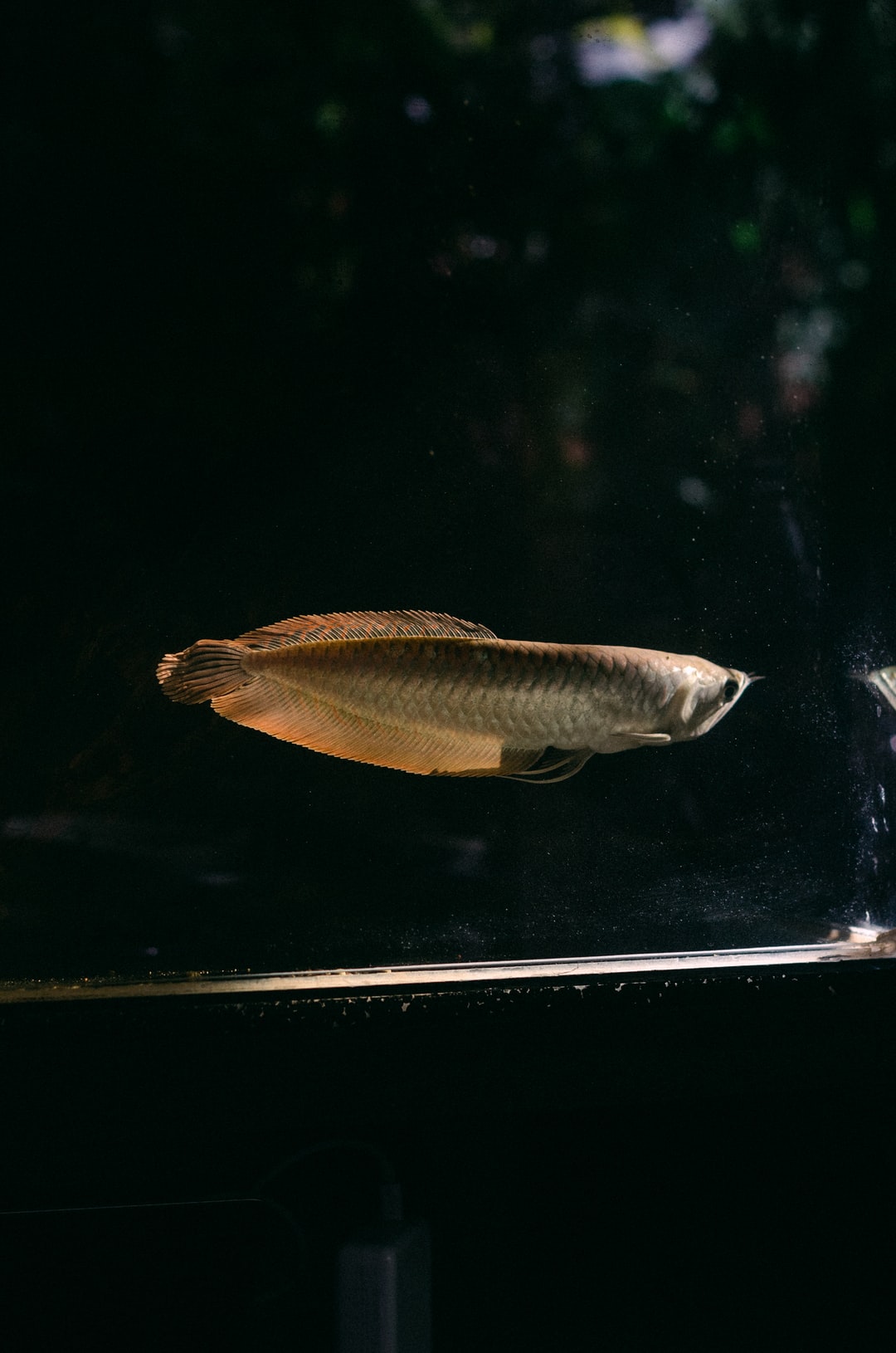 25 wichtige Fragen zu Welche Fische Fressen Raubturmdeckelschnecken?