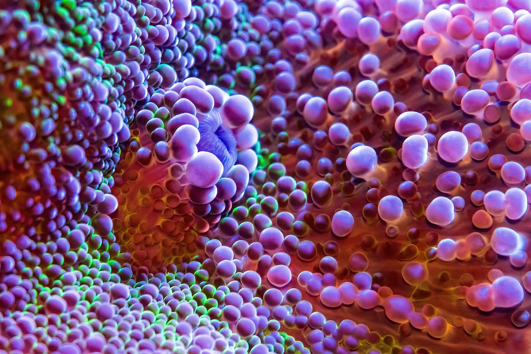 25 wichtige Fragen zu Was Essen Korallenfische?