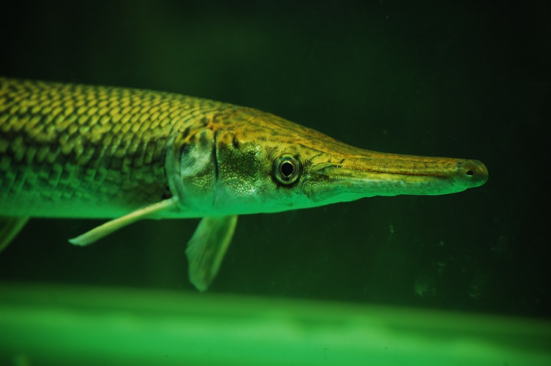 25 wichtige Fragen zu Wie Viel Grad Brauchen Goldfische?