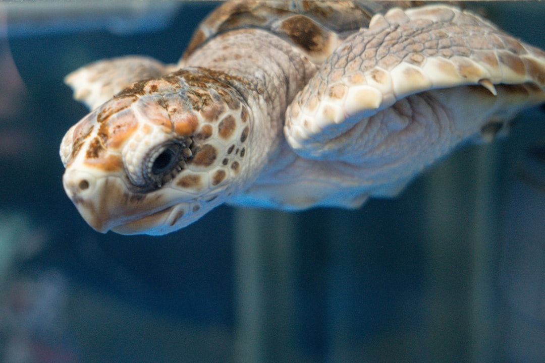 25 wichtige Fragen zu Kann Man Wasserschildkröte Alleine Halten?