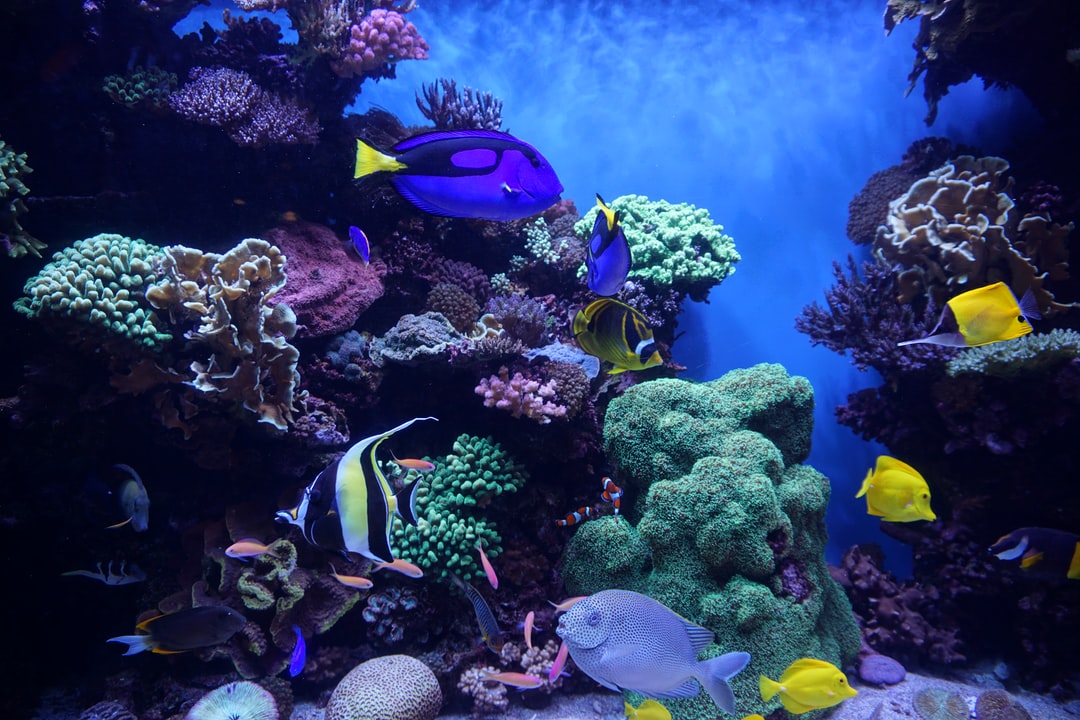 25 wichtige Fragen zu Kaltwasser Aquarium Fische