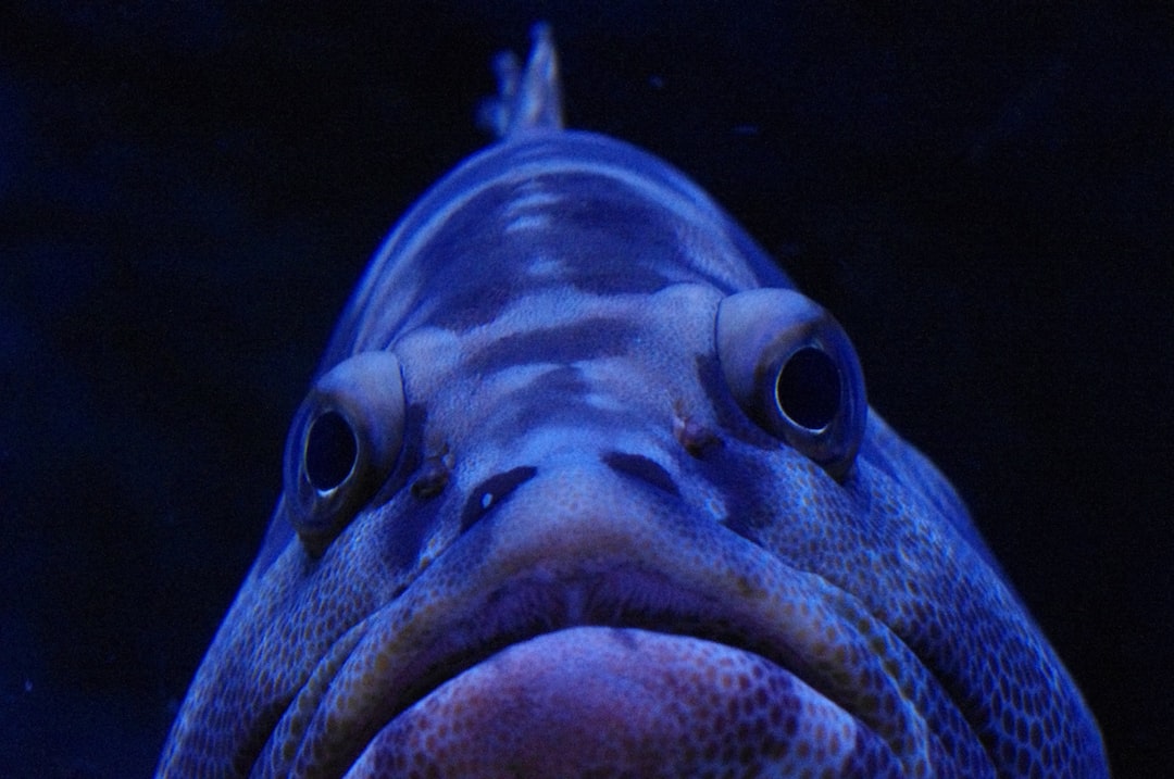 25 wichtige Fragen zu Was Ist Das Größte Tier In Der Tiefsee?
