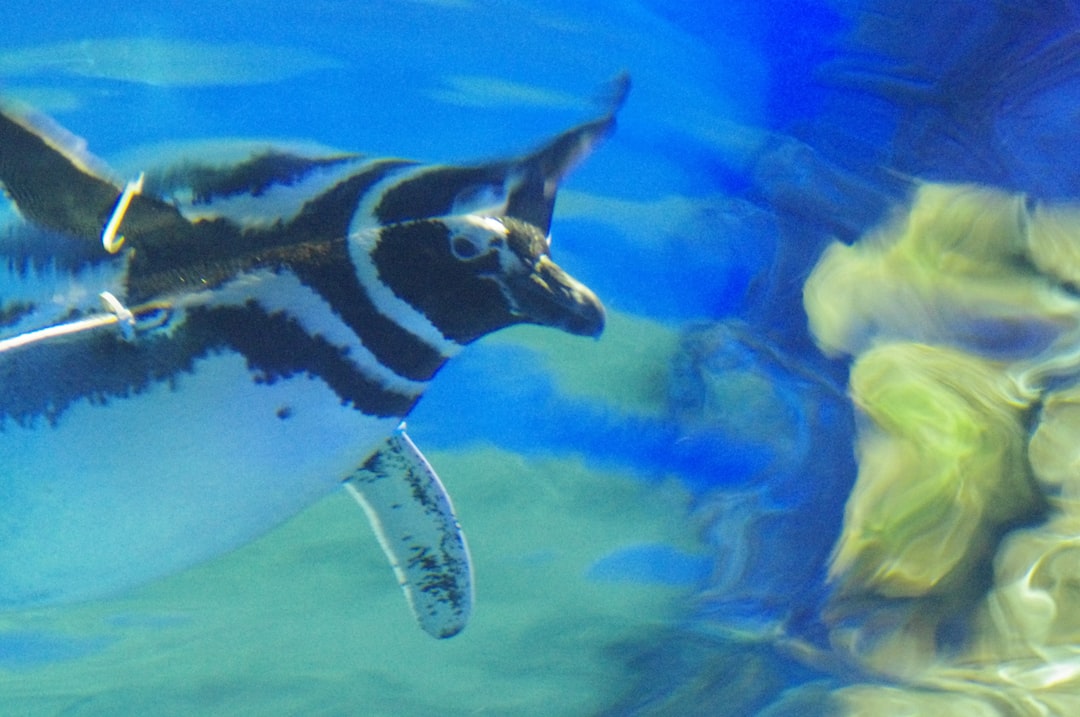 25 wichtige Fragen zu Welche Fische Passen Zu Zebrabärblingen?