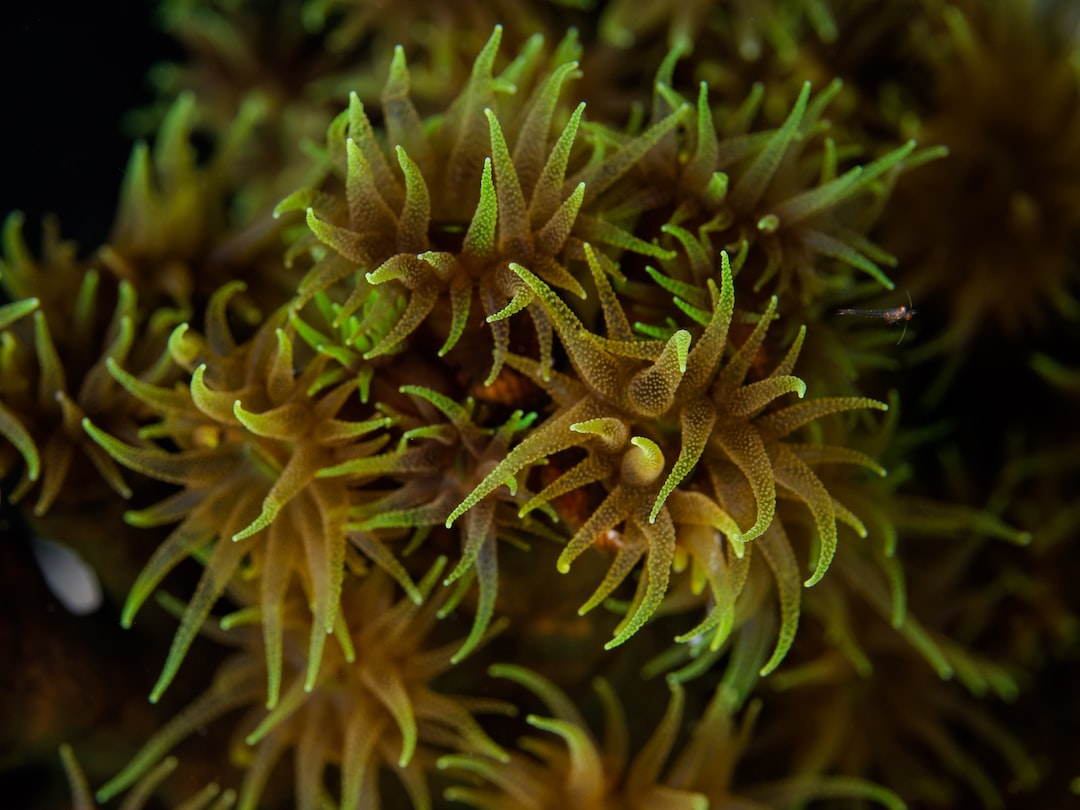 10 wichtige Fragen zu Was Hilft Gegen Algen Und Moos?
