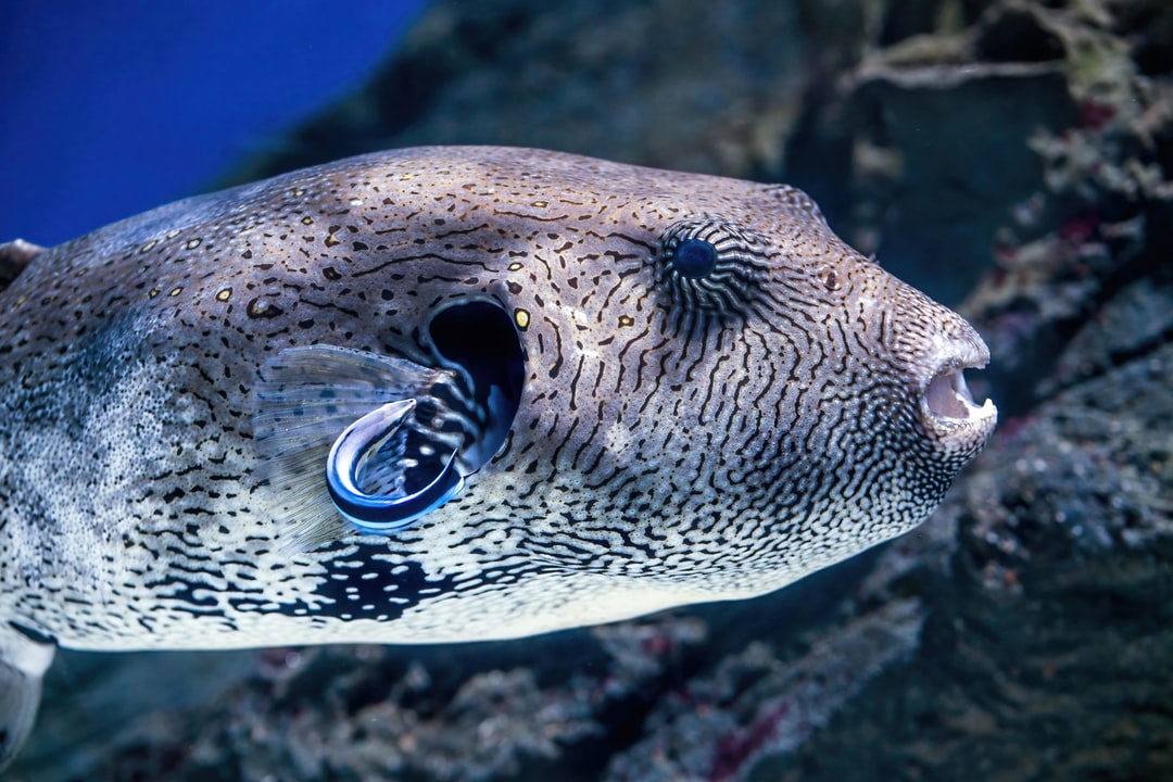 17 wichtige Fragen zu Co2 Test Aquarium