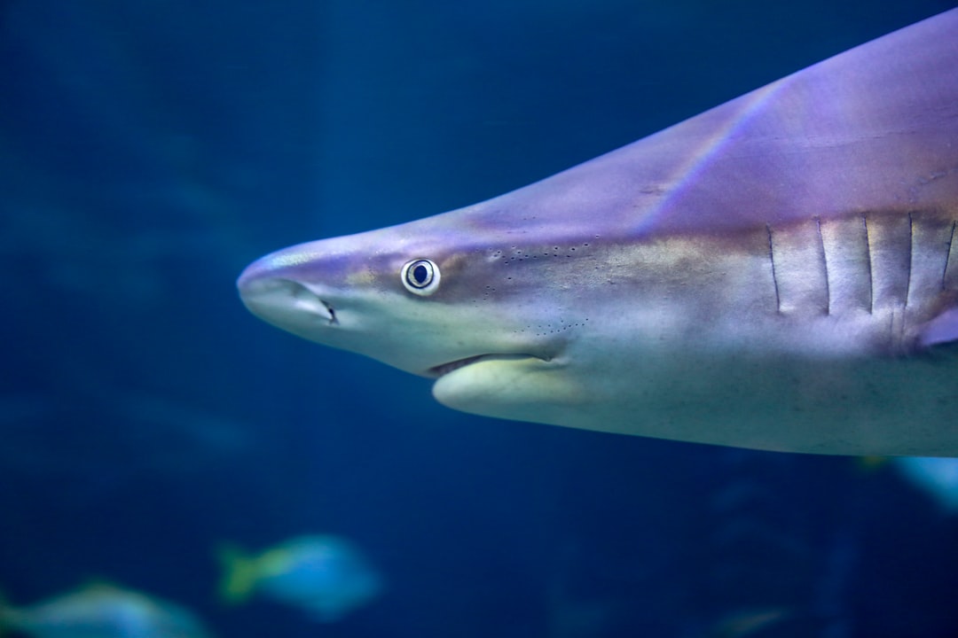 18 wichtige Fragen zu Pinselalgen Aquarium