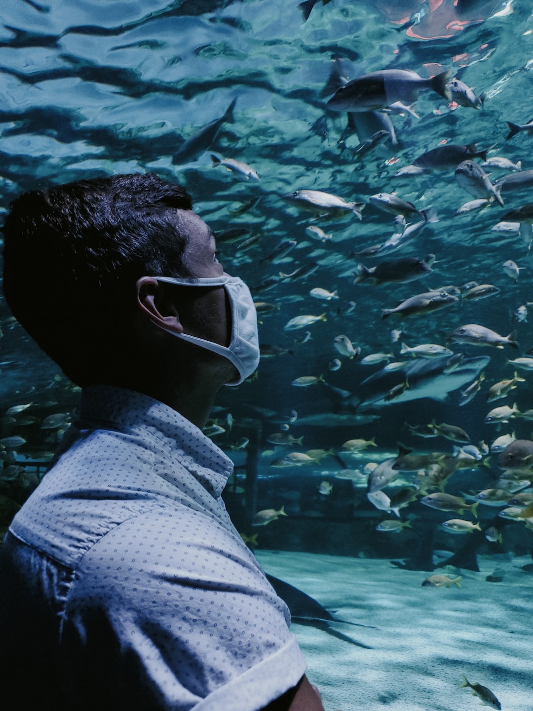 18 wichtige Fragen zu Wie Sieht Schimmel Im Aquarium Aus?