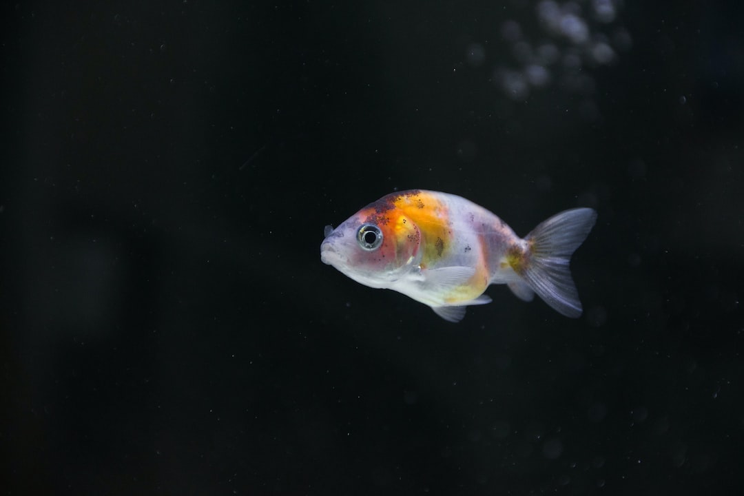21 wichtige Fragen zu How Do You Transfer Fish When Cleaning Tank?