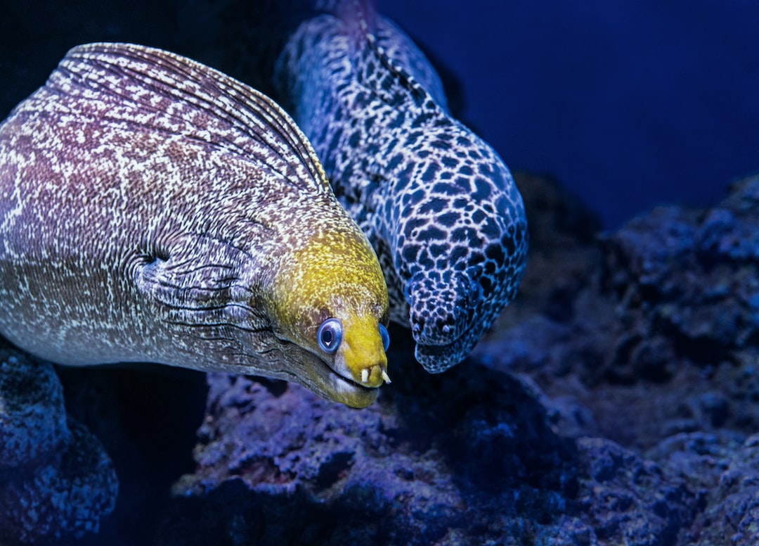 21 wichtige Fragen zu Aquarium Unterwasserwelt