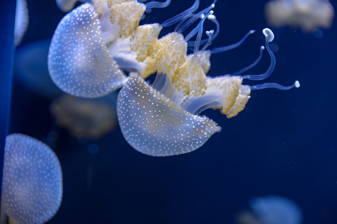 22 wichtige Fragen zu Welcher Fisch Frisst Schnecken Im Aquarium?