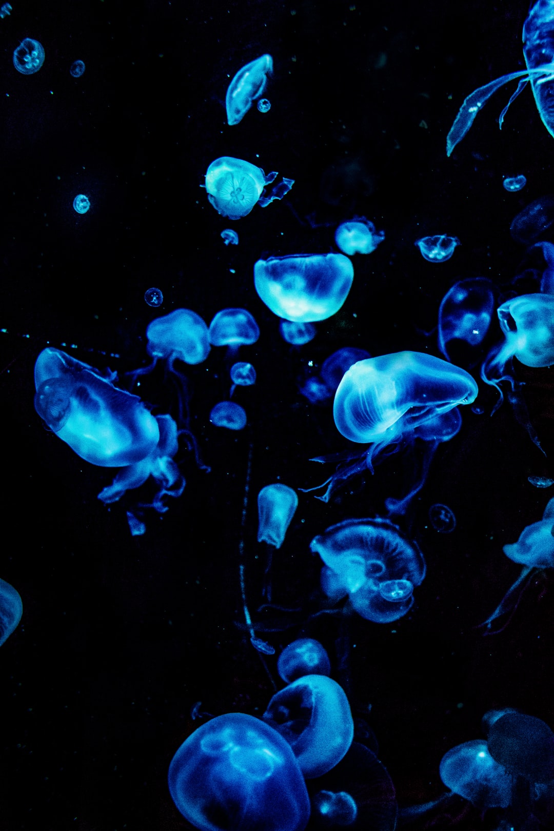 22 wichtige Fragen zu Emerse Pflanzen Aquarium
