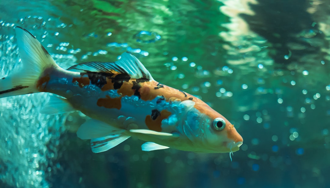 23 wichtige Fragen zu Wasserpflanzen Aquarium