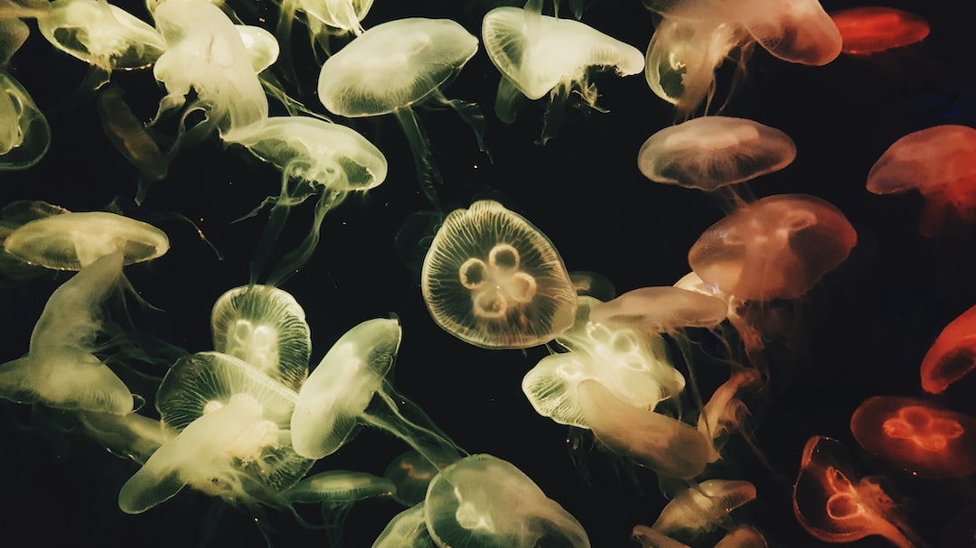 23 wichtige Fragen zu Kann Man Krebse Im Aquarium Halten?