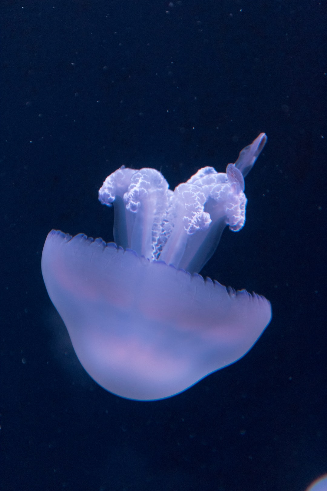 23 wichtige Fragen zu Aquarium Belüfter