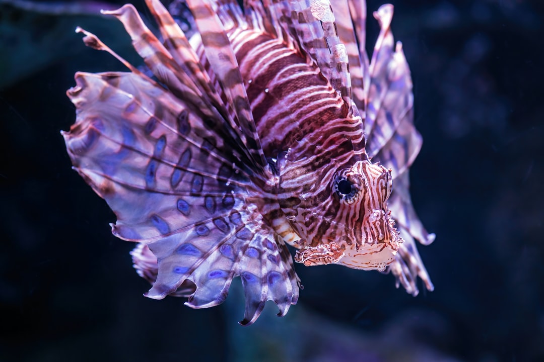 23 wichtige Fragen zu Aquarium Außenfilter