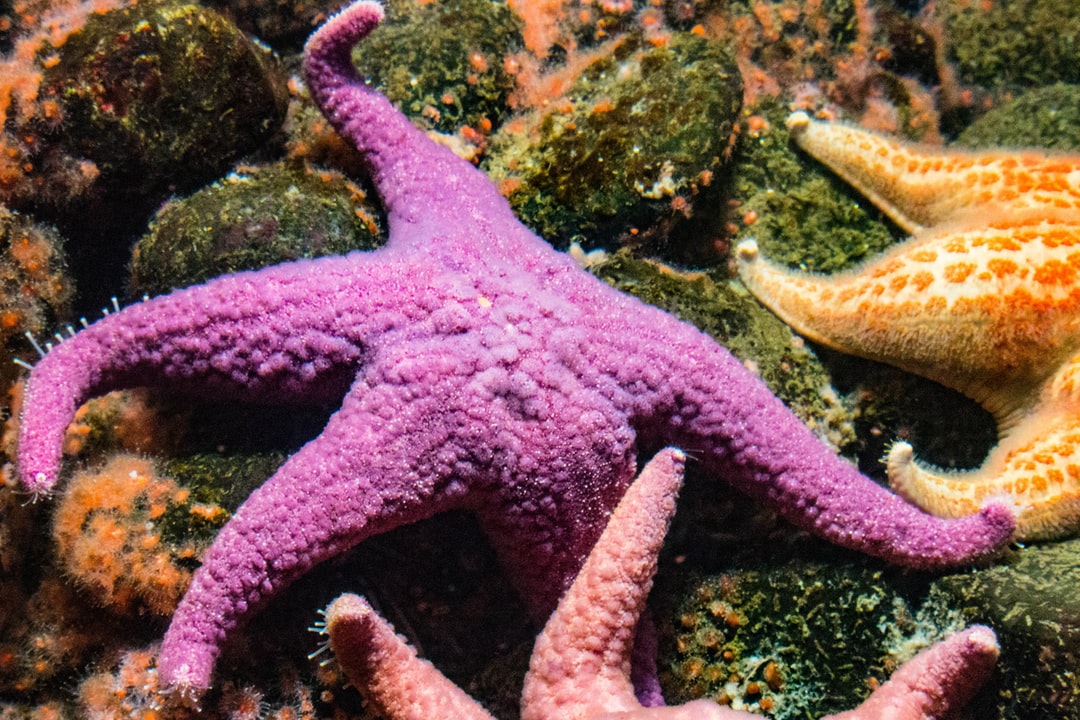 23 wichtige Fragen zu Natursteine Aquarium