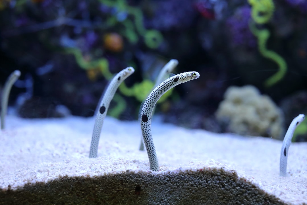 24 wichtige Fragen zu Aquarium Glas Rund