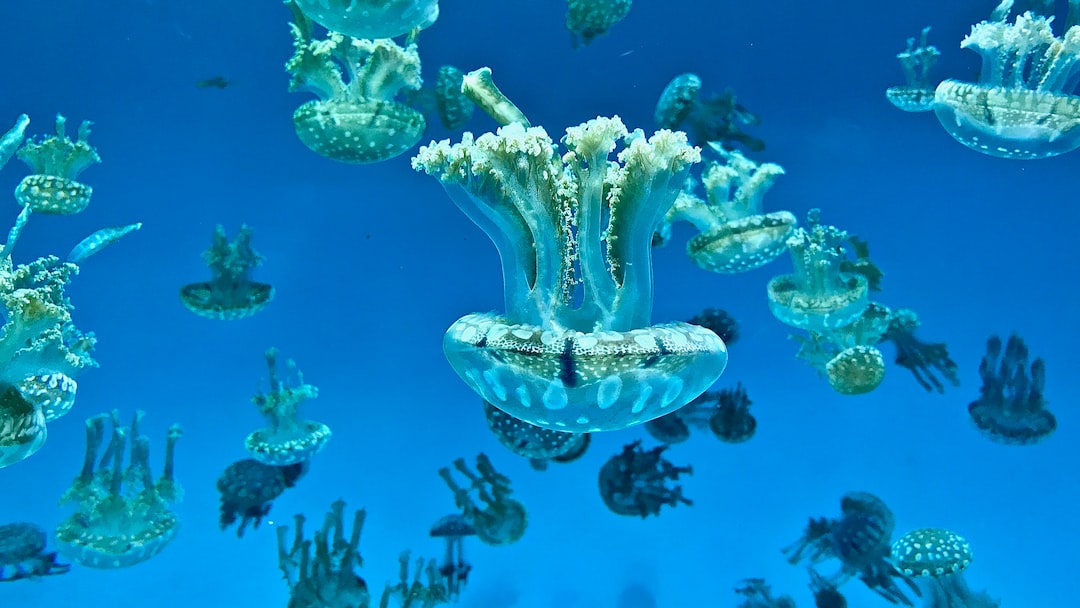 24 wichtige Fragen zu Was Tun Gegen Grüne Algen Im Meerwasseraquarium?