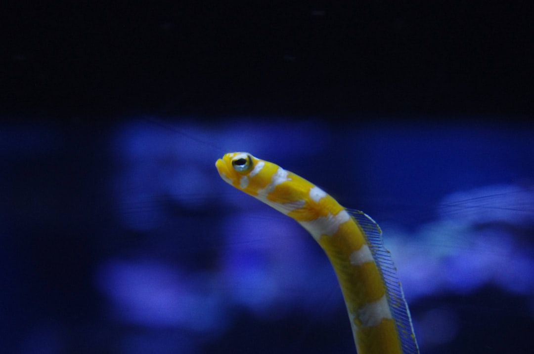 24 wichtige Fragen zu 20000 L Aquarium