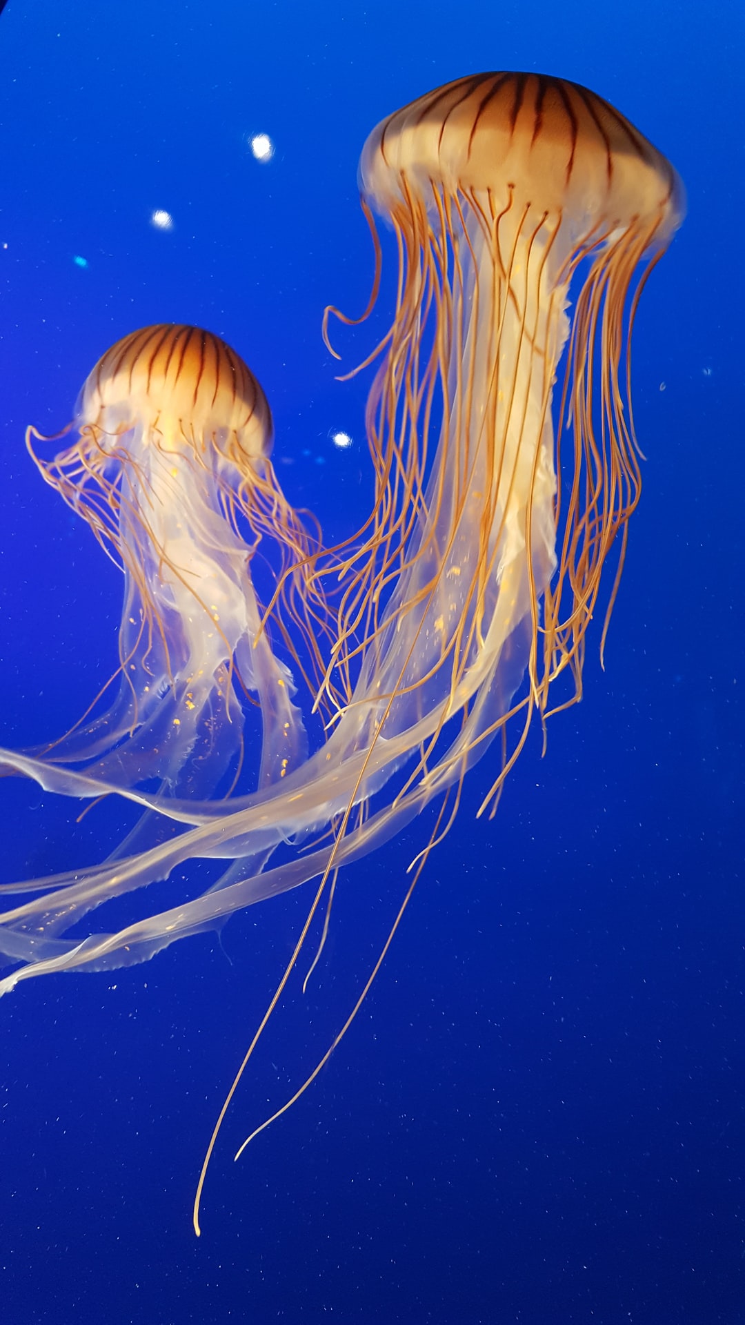 24 wichtige Fragen zu Vorfilter Aquarium