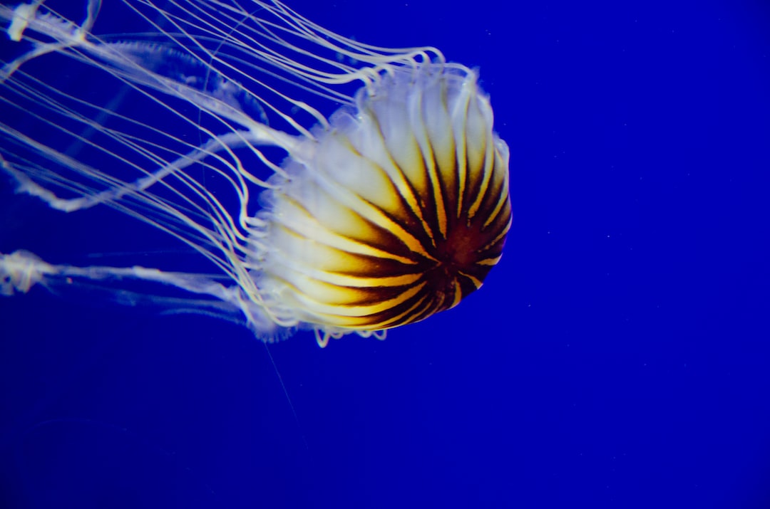 24 wichtige Fragen zu Fische Für 35l Aquarium