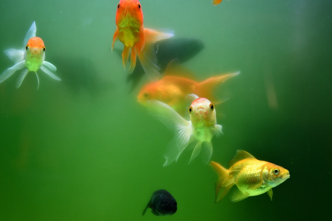 25 wichtige Fragen zu Aquarium Fisch Gelb