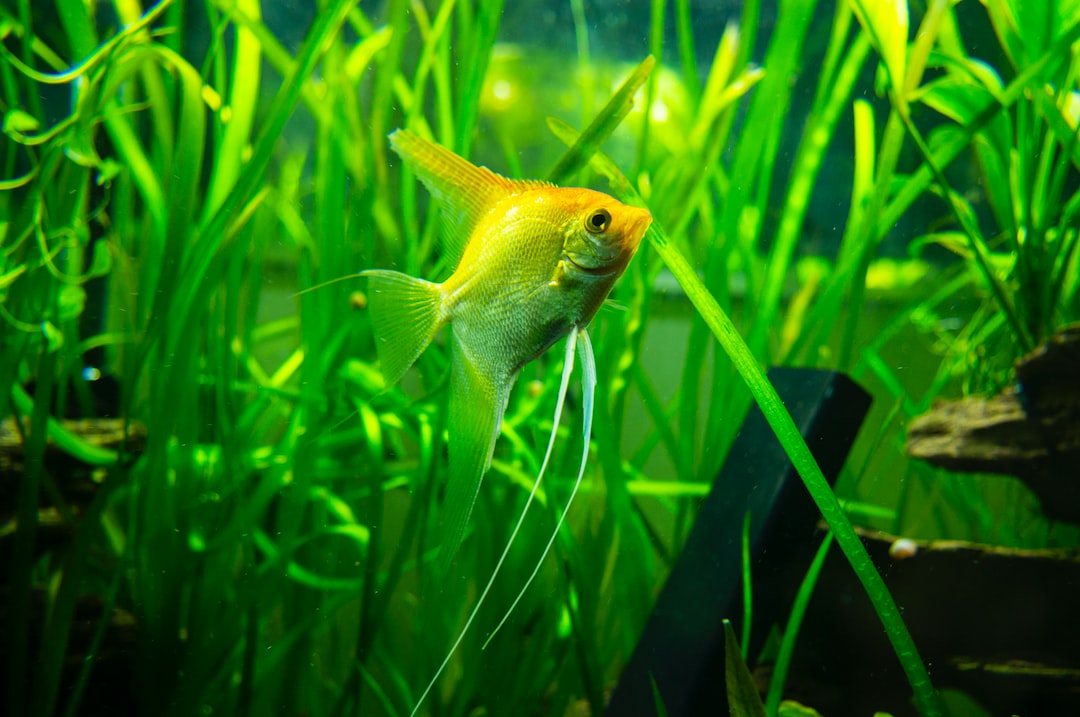 25 wichtige Fragen zu Wie Viel Grad Brauchen Fische Im Aquarium?