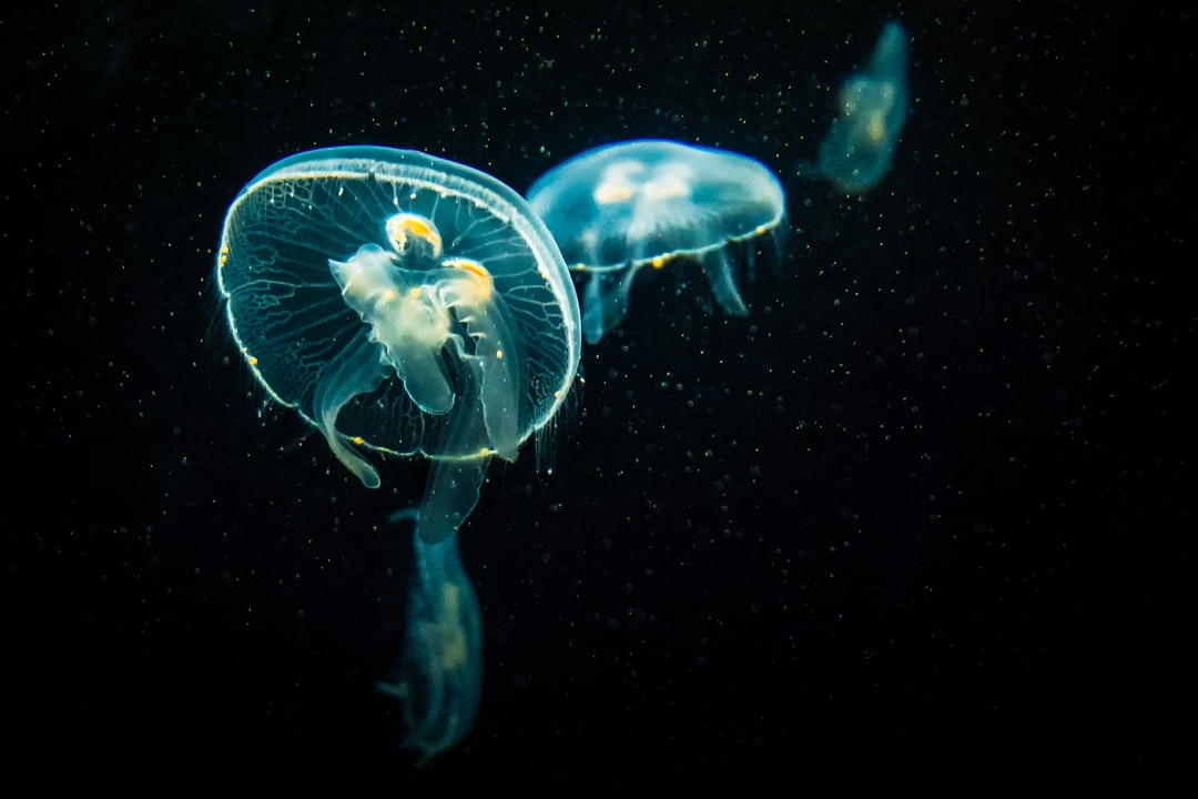 25 wichtige Fragen zu Schwebealgen Aquarium