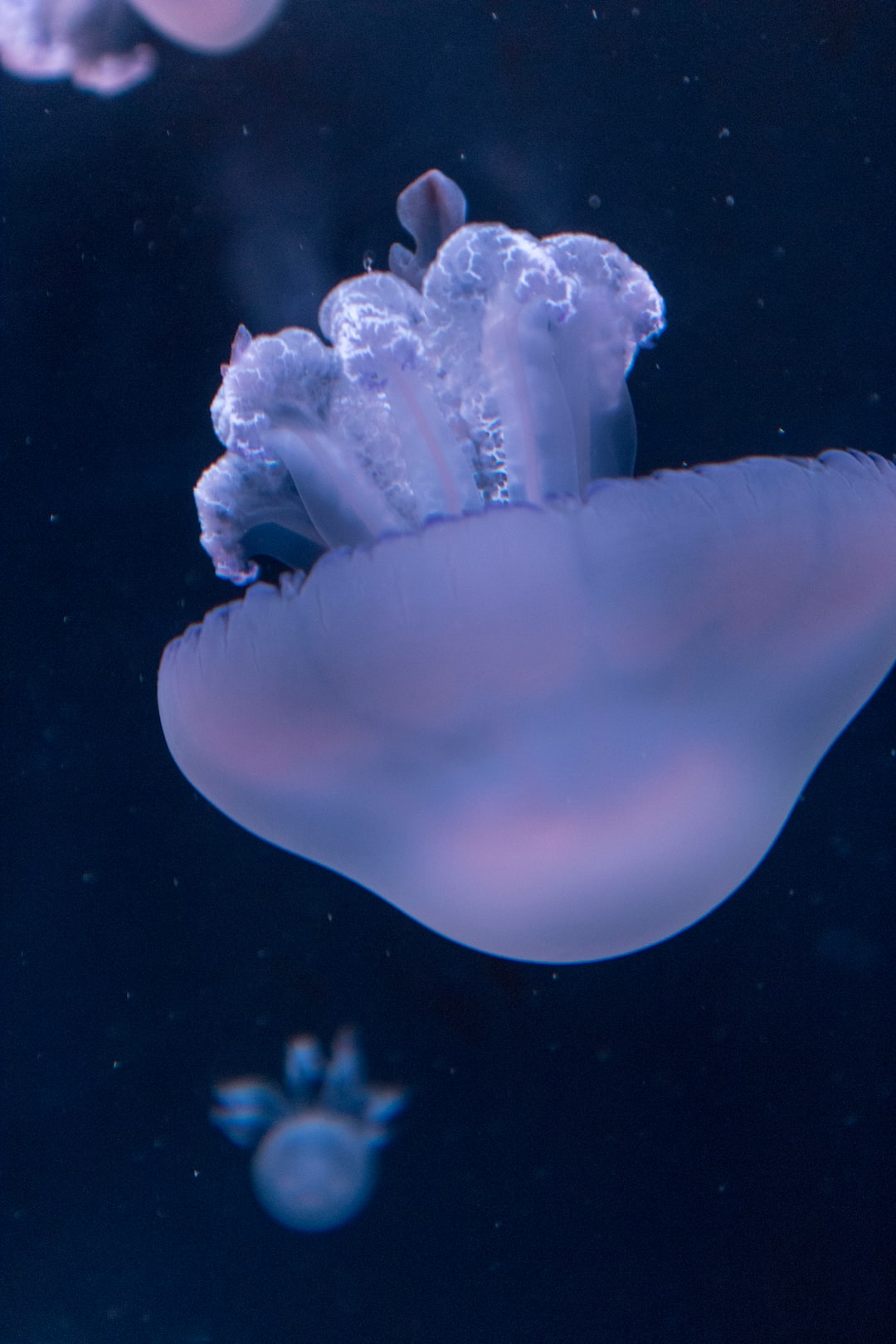 25 wichtige Fragen zu 180 Liter Aquarium Einrichten