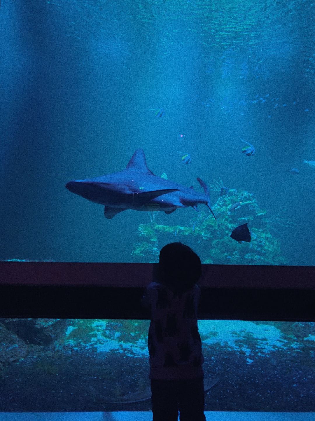 25 wichtige Fragen zu Lavabruch Aquarium