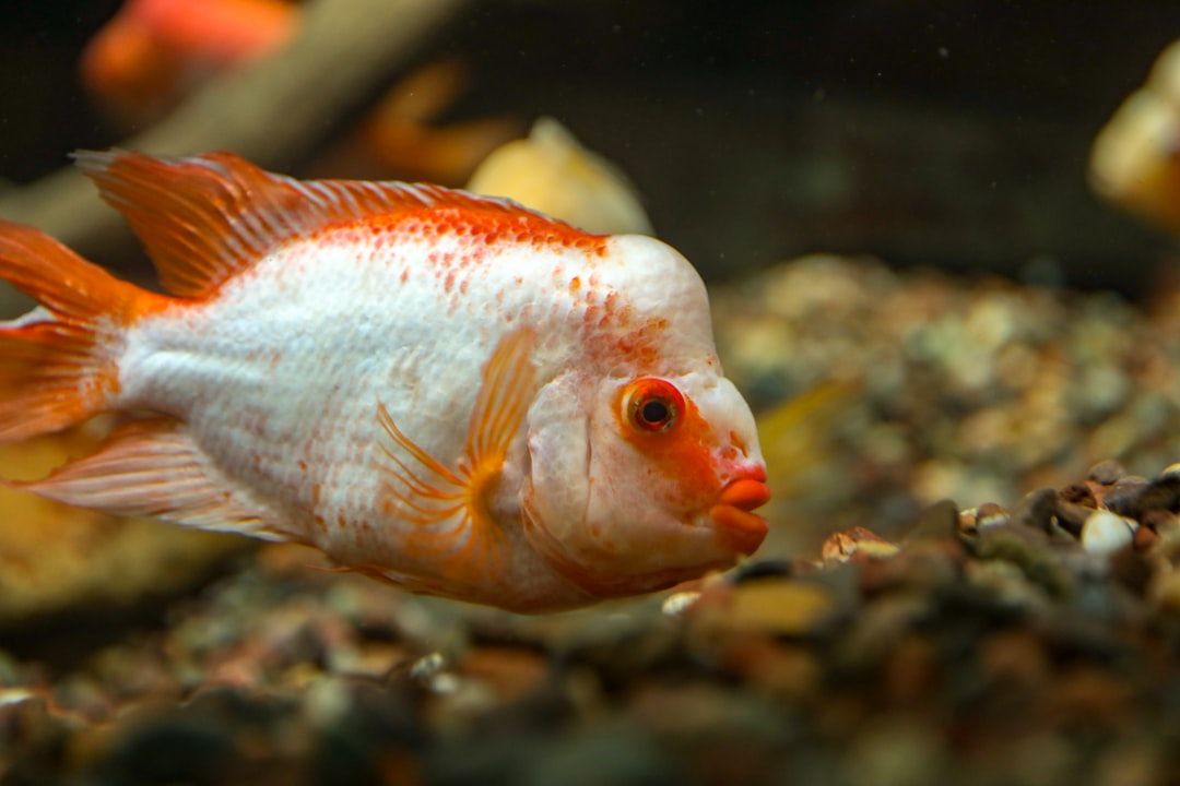 25 wichtige Fragen zu What Is The Easiest Saltwater Fish To Keep?