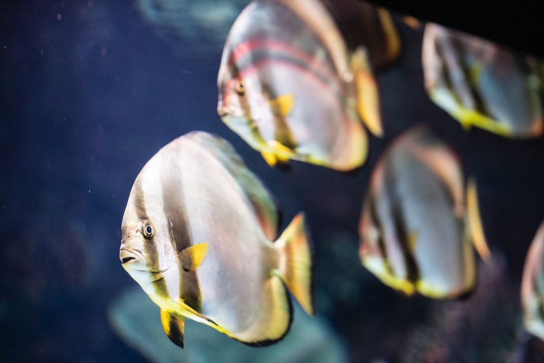 25 wichtige Fragen zu Wie Vermehren Sich Diskusfische?
