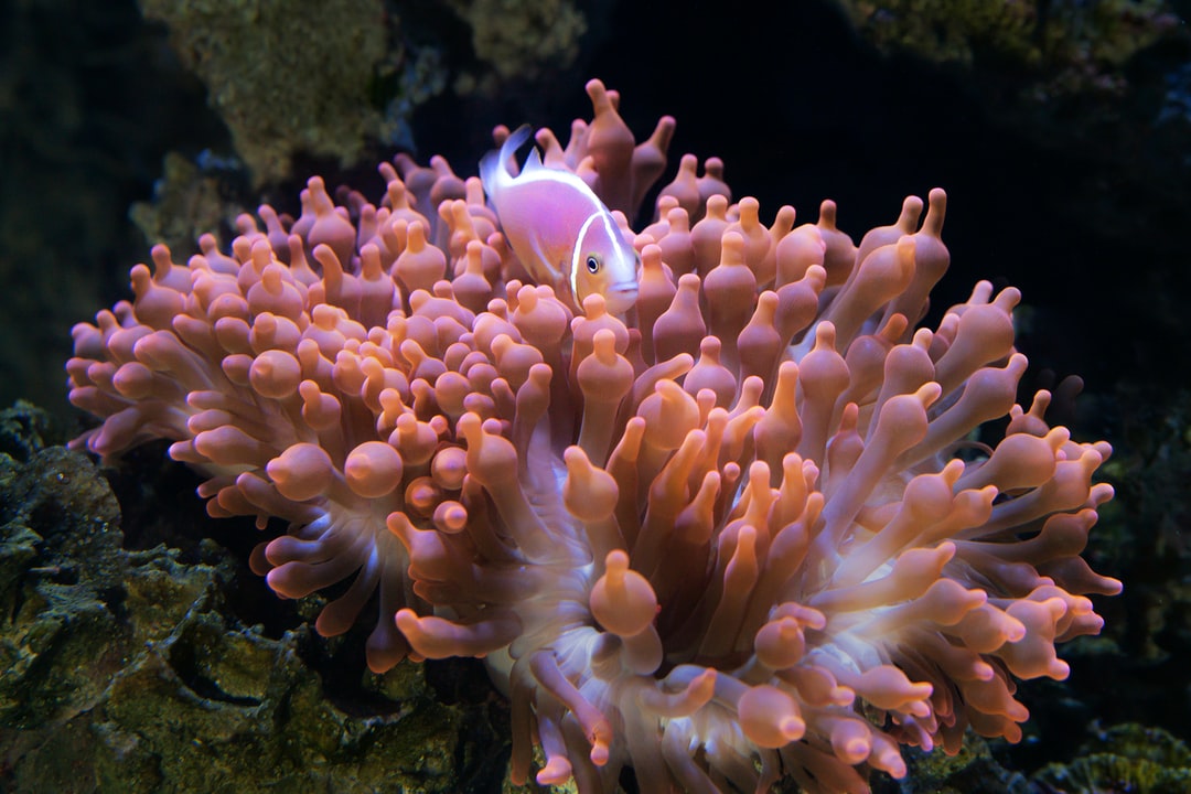 25 wichtige Fragen zu Aquarium Schnecken Futter